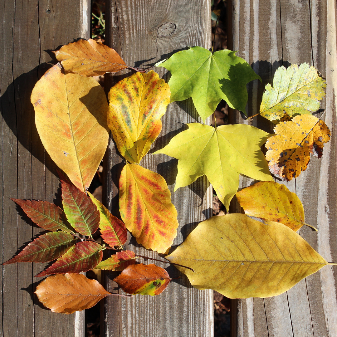 Baumblätter Herbst 2