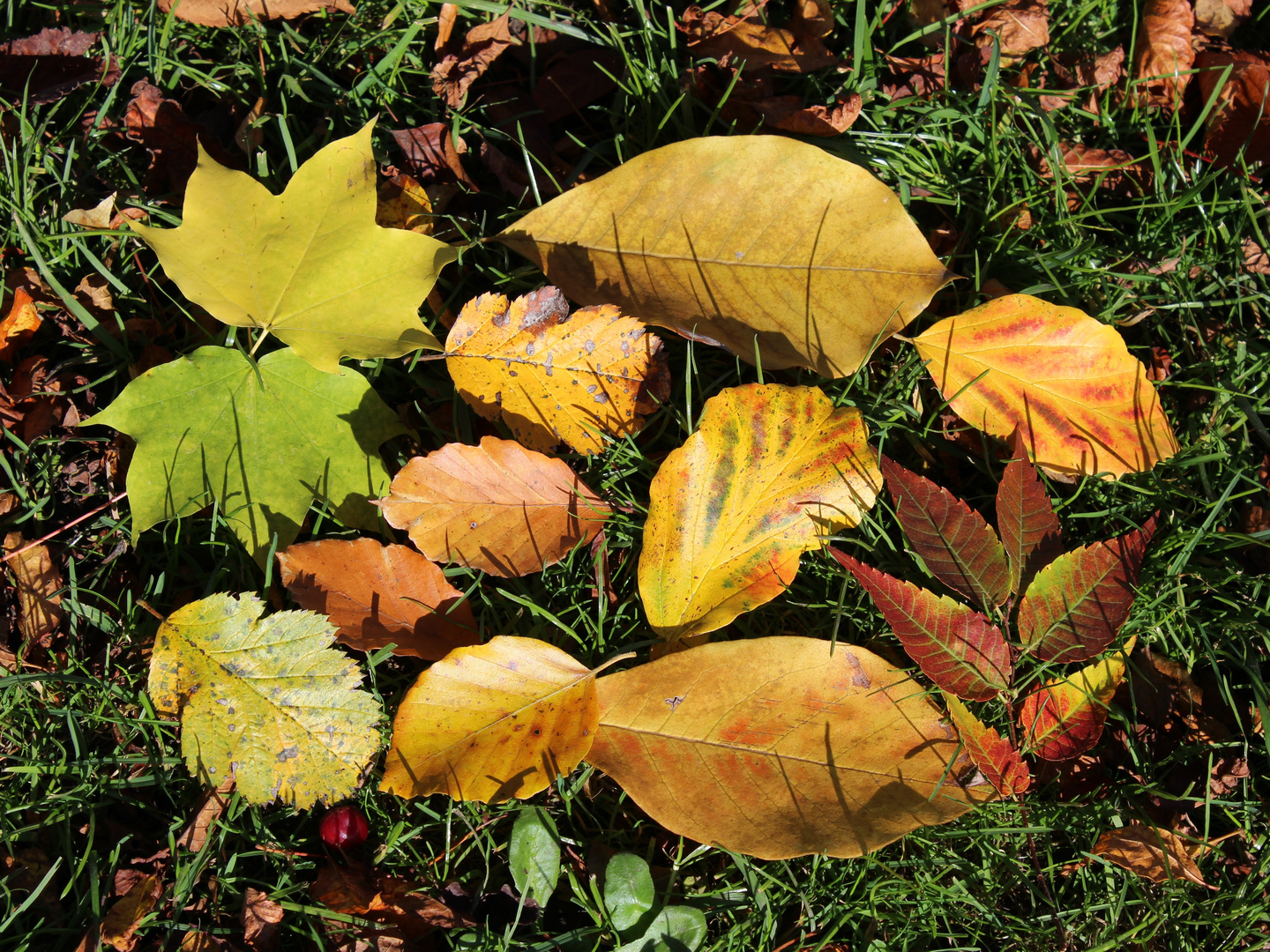 Baumblätter Herbst