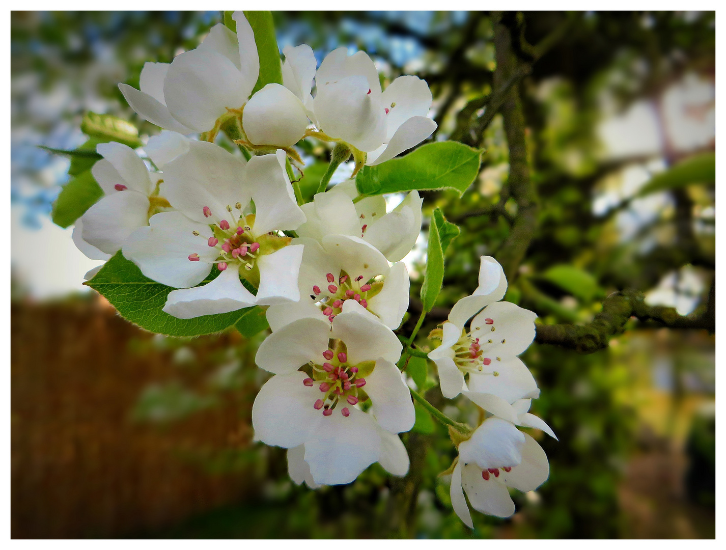 Baumblüte