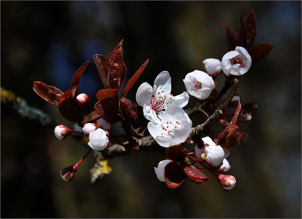 Baumblüte