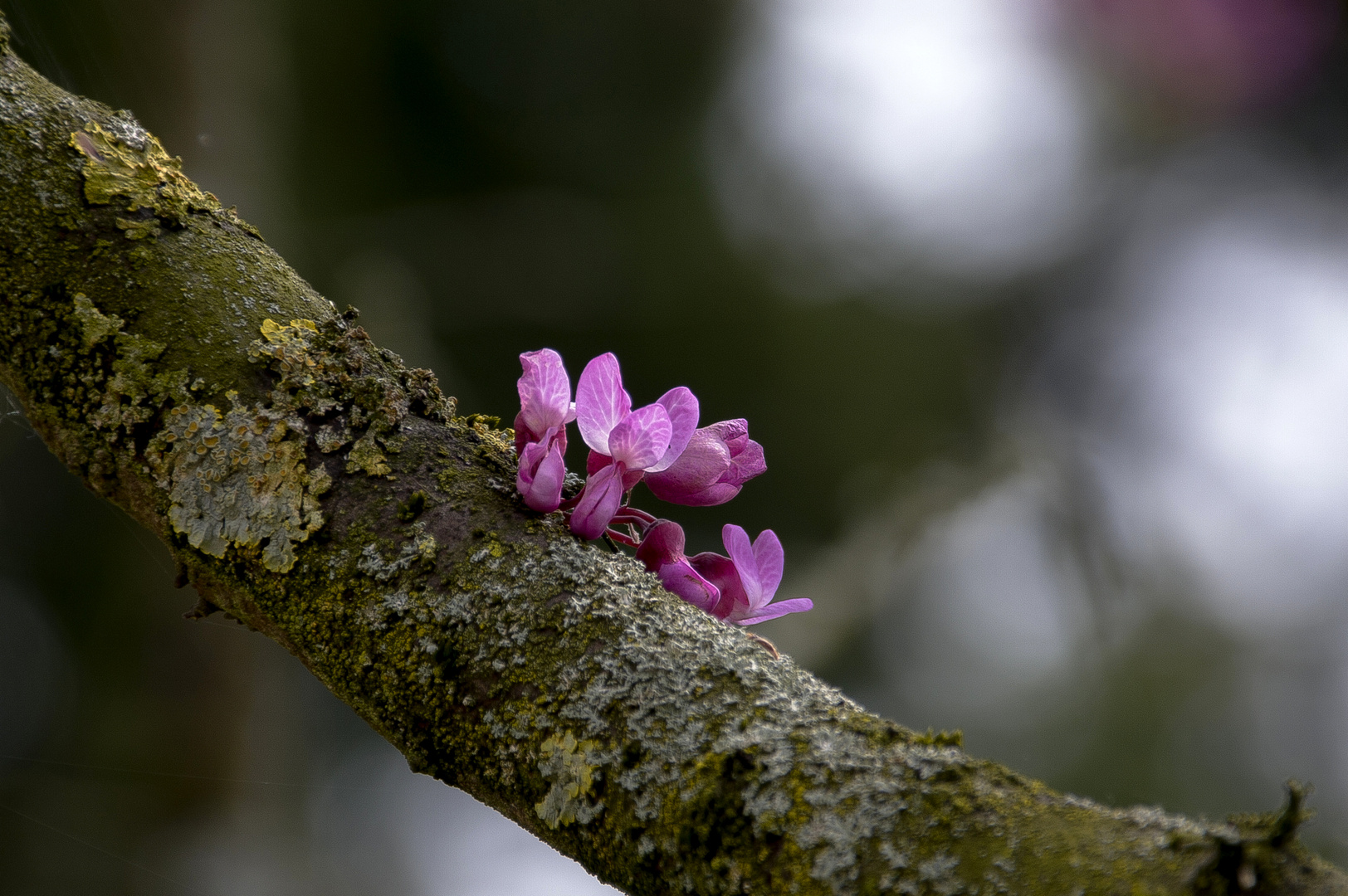 Baumblüte...