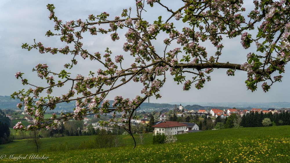 Baumblüte ...