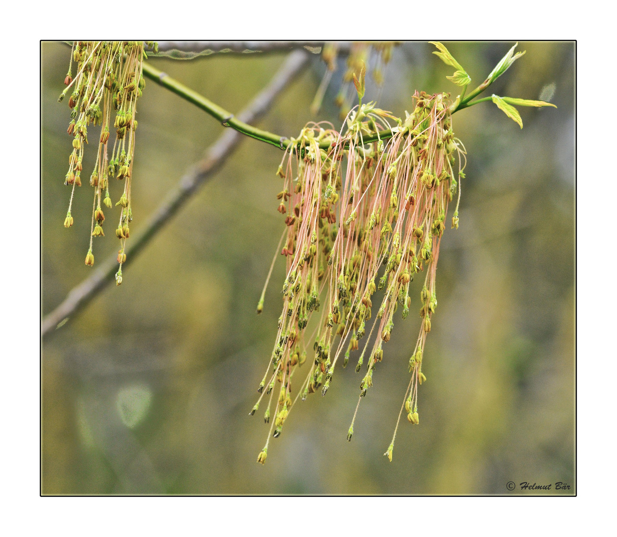 Baumblüte