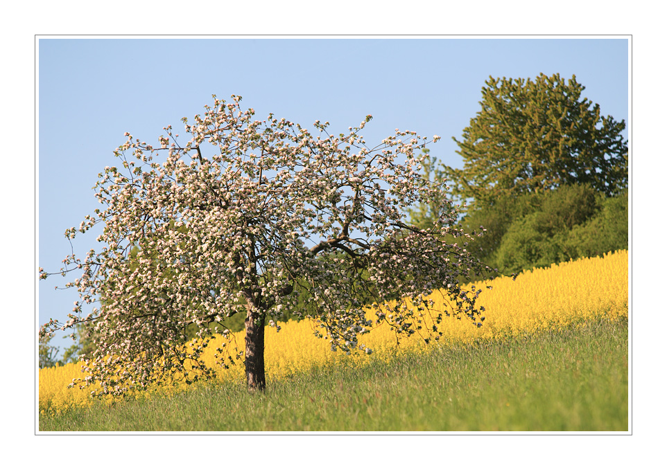 Baumblüte - 1