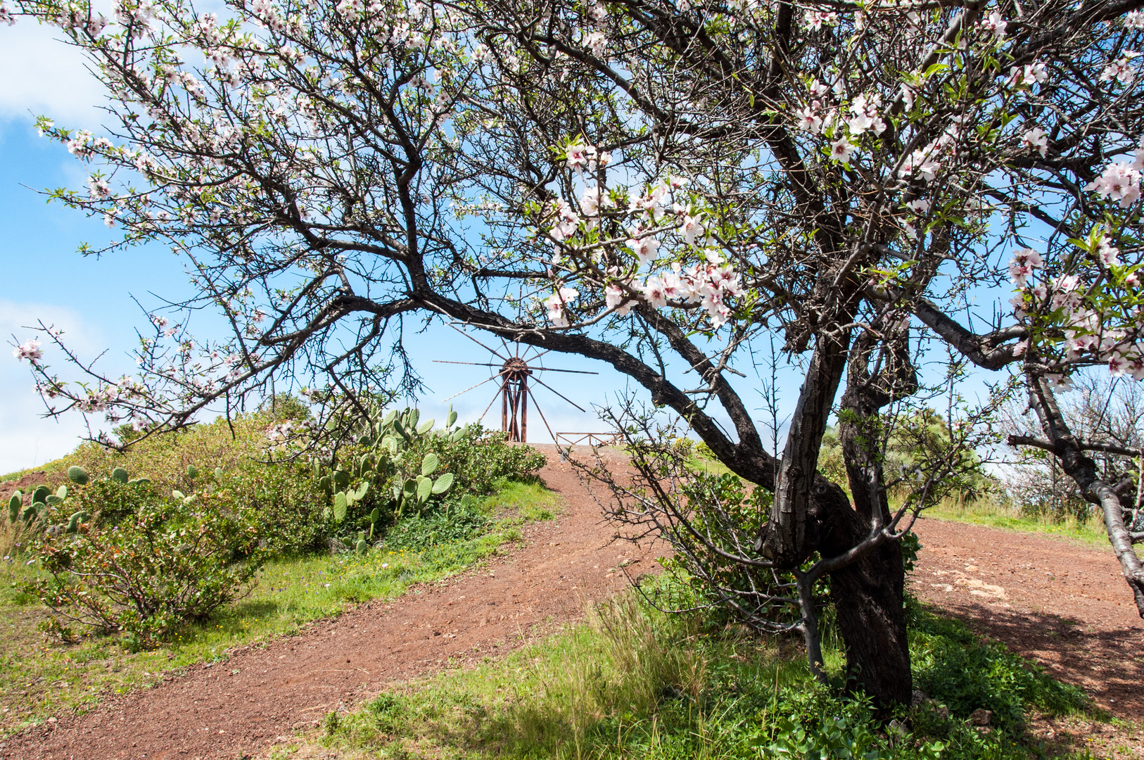 Baumblüte 