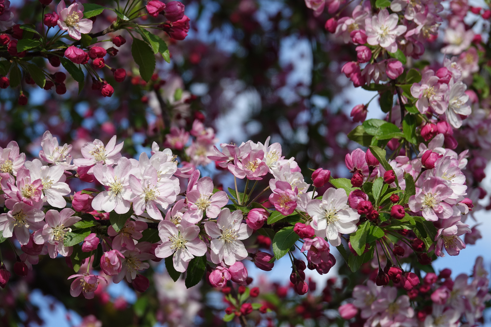 Baumblüte (2)