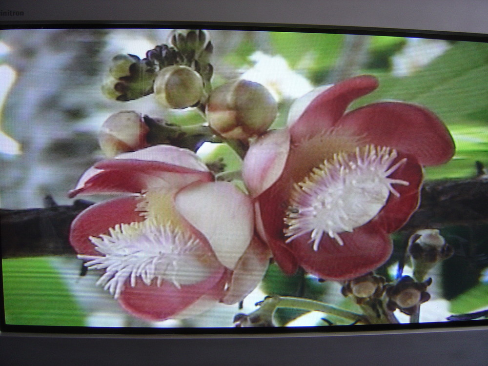 Baumblüte 2  Kanonenkugelbaum