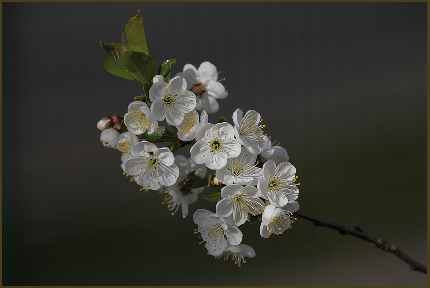 Baumblüte 2011