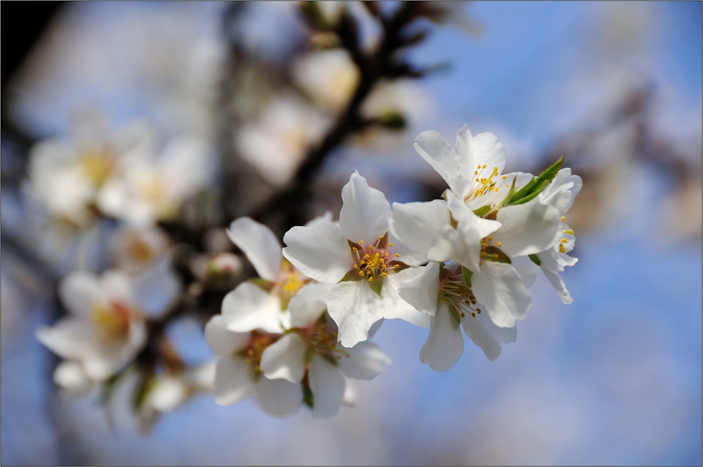 Baumblüte