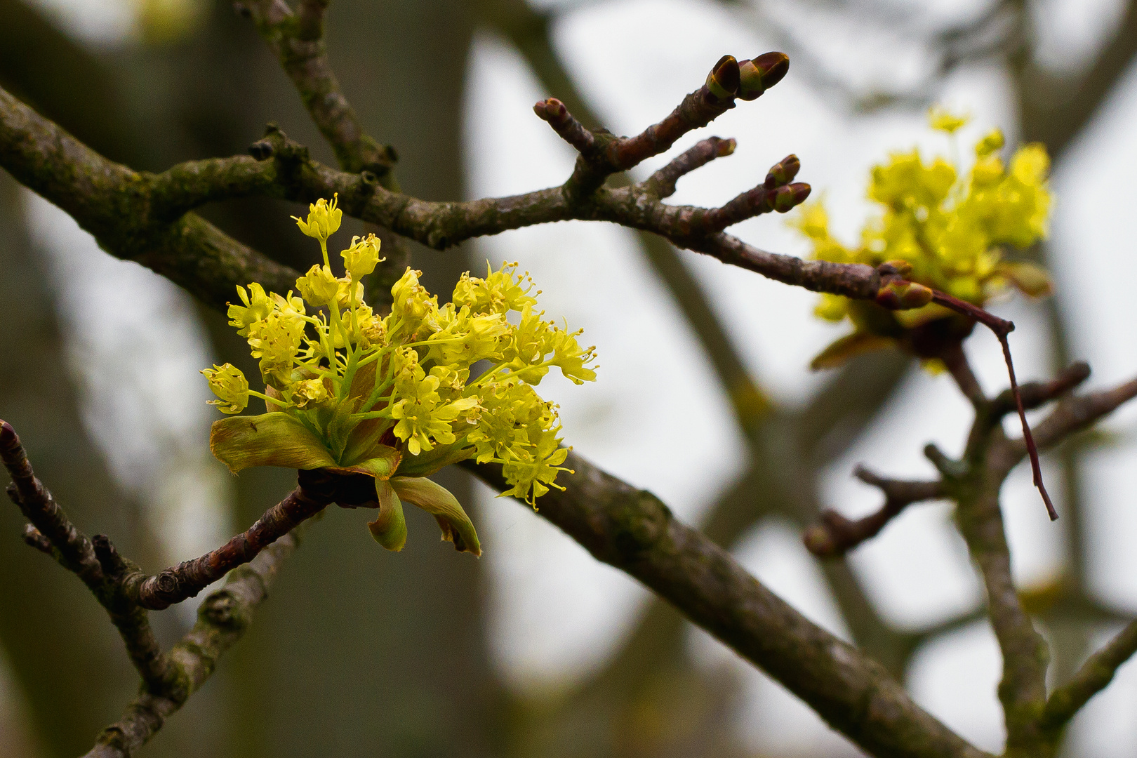 Baumblüte