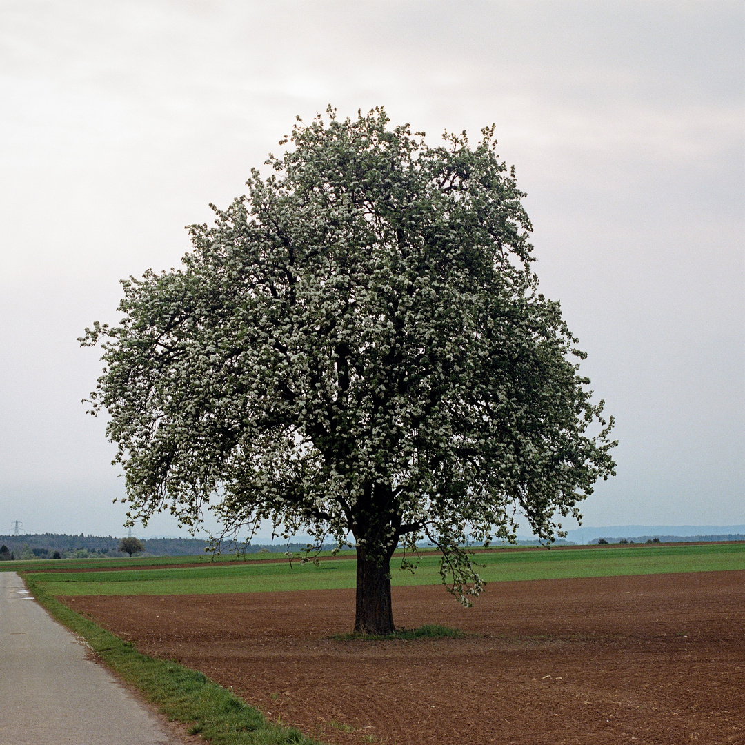 Baumblüte 3