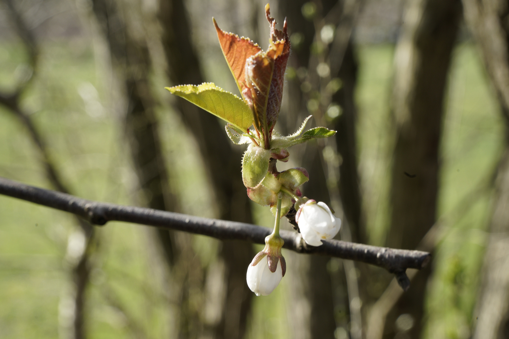 Baumblüte