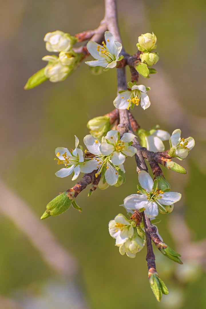 Baumblüte