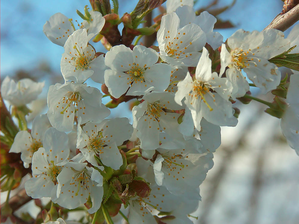 Baumblüte