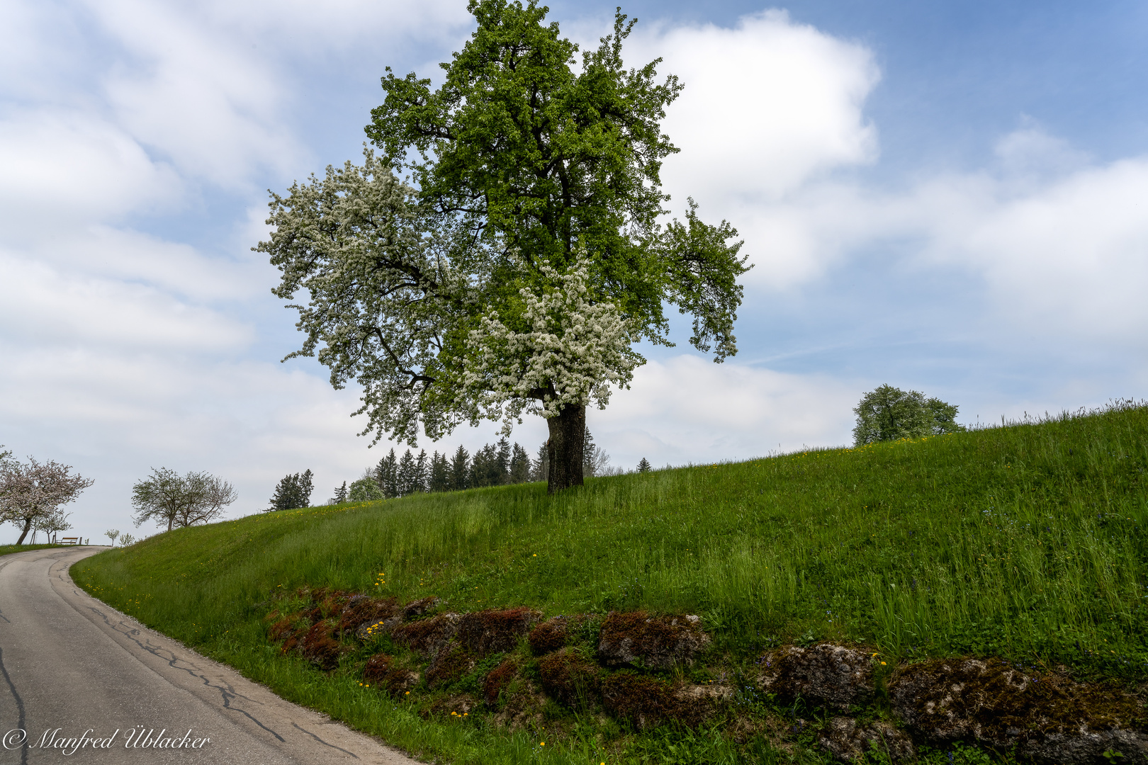 Baumblüte ...