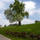 Baumblüte ...