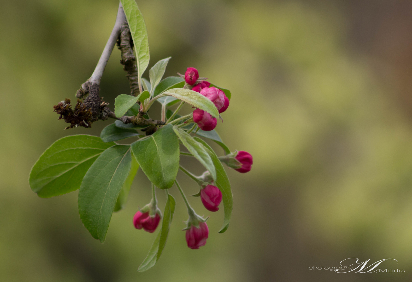 Baumblüte