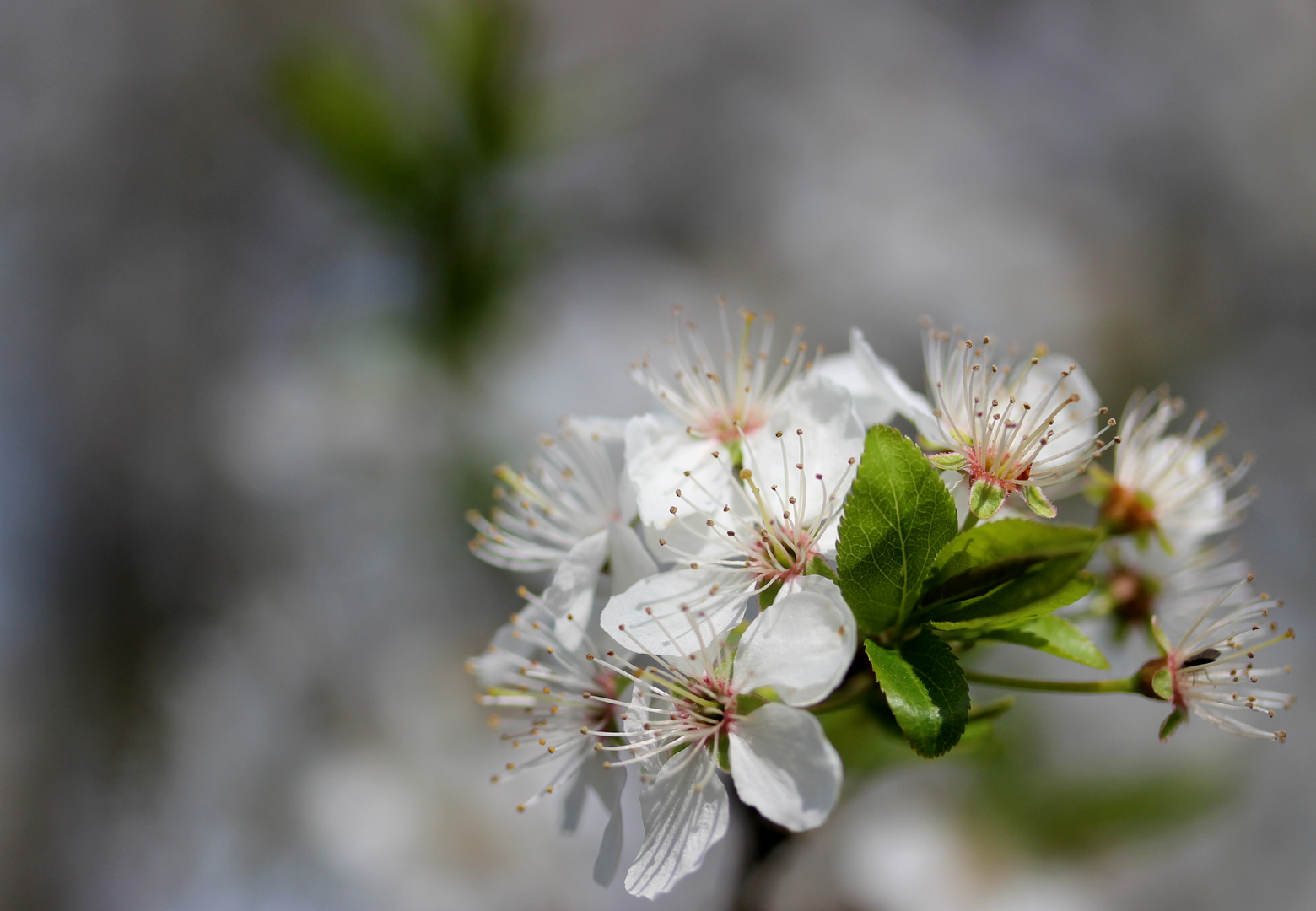 Baumblüte