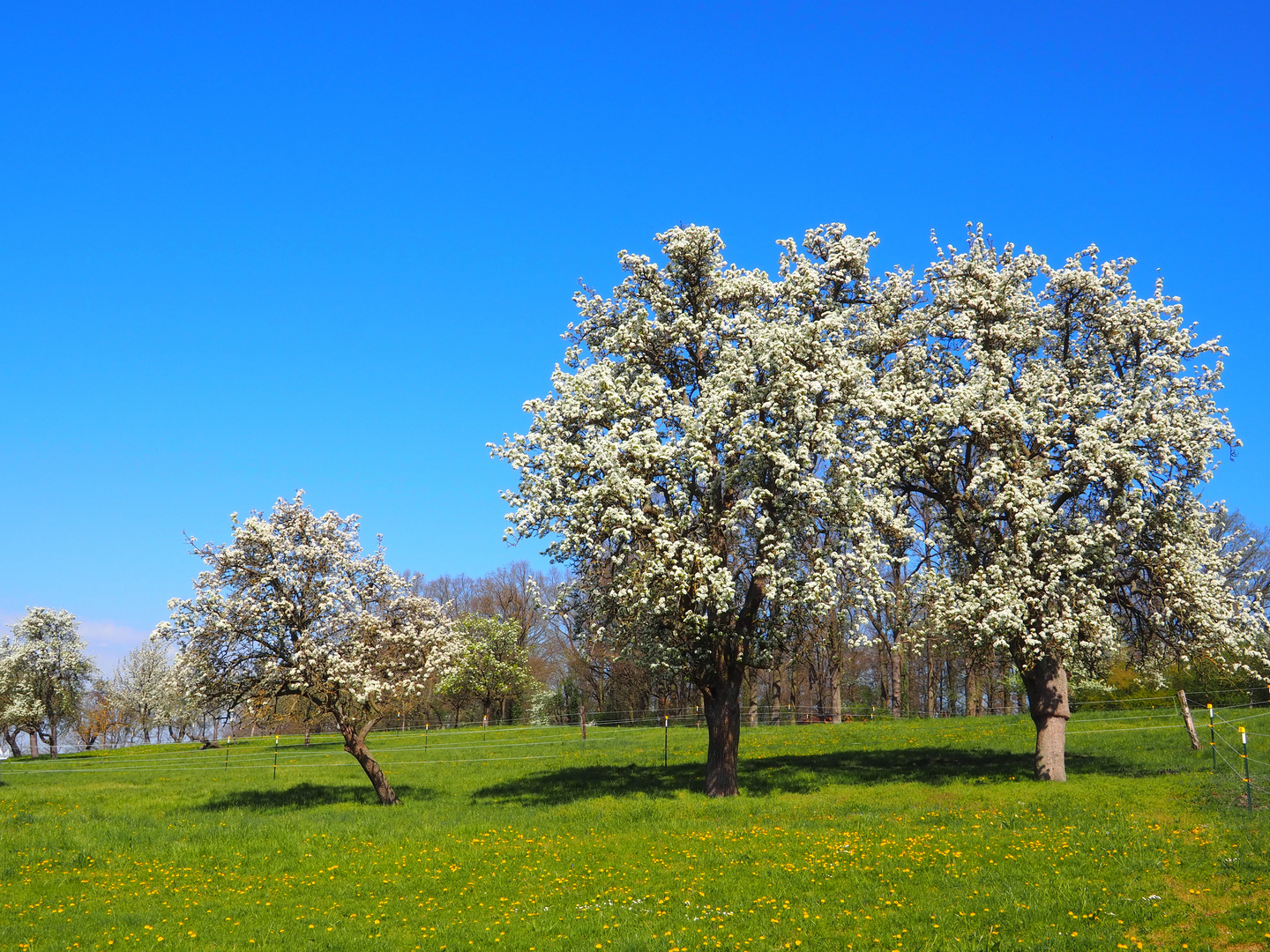 Baumblüte 