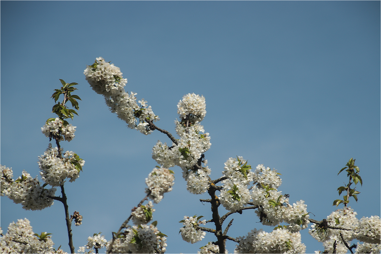 Baumblüte