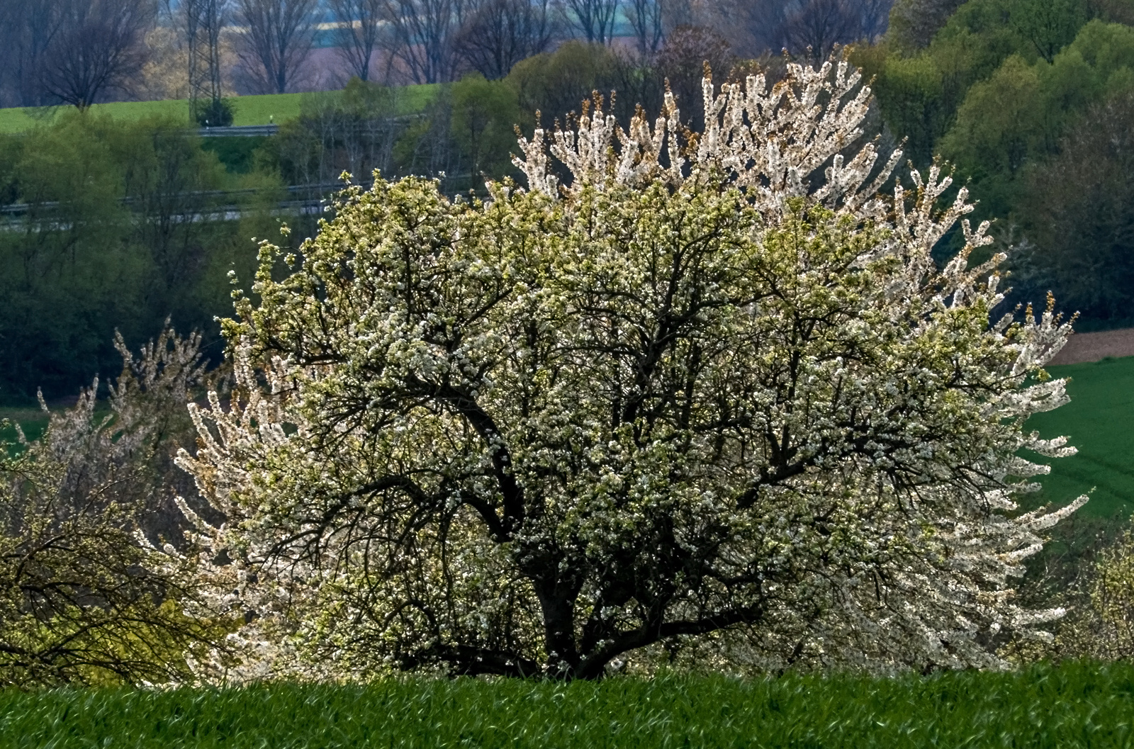 Baumblüte