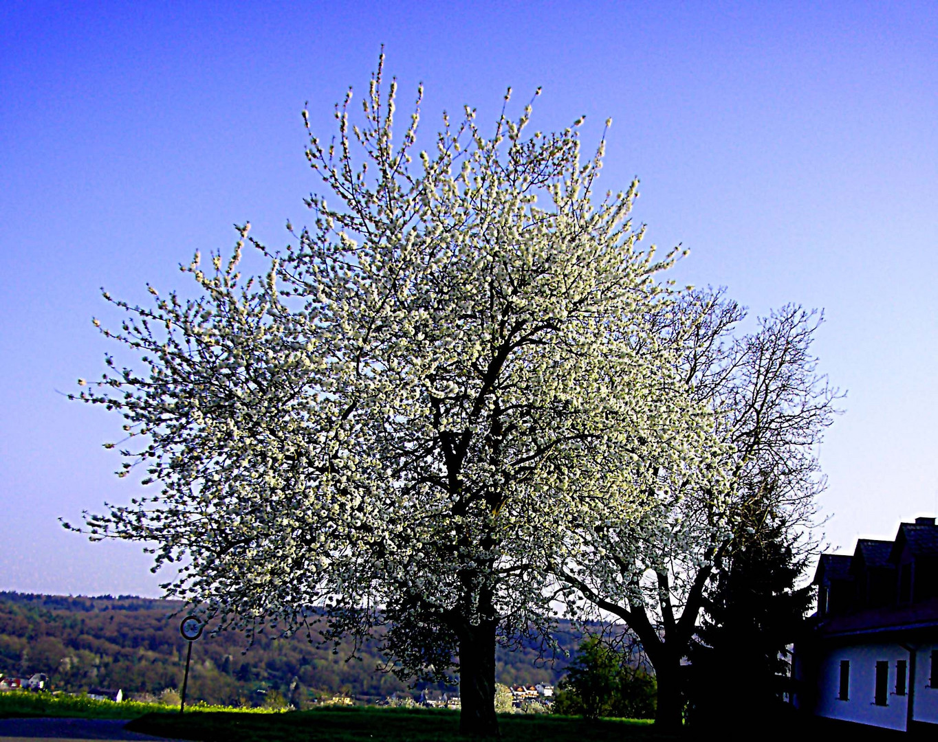 Baumblüte