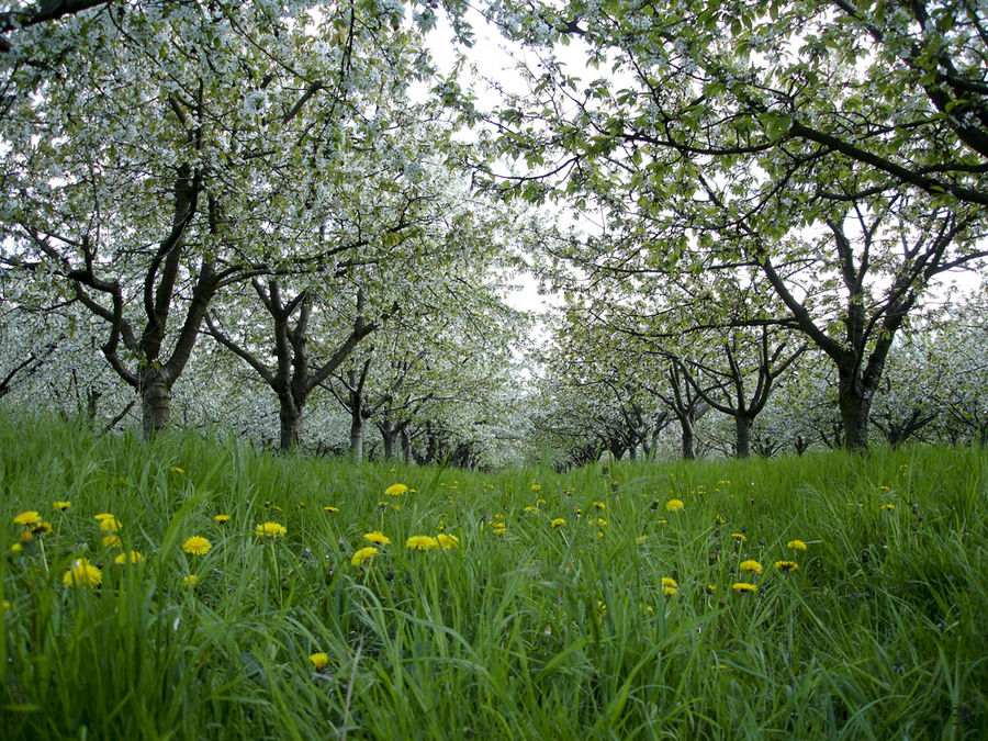 Baumblüte