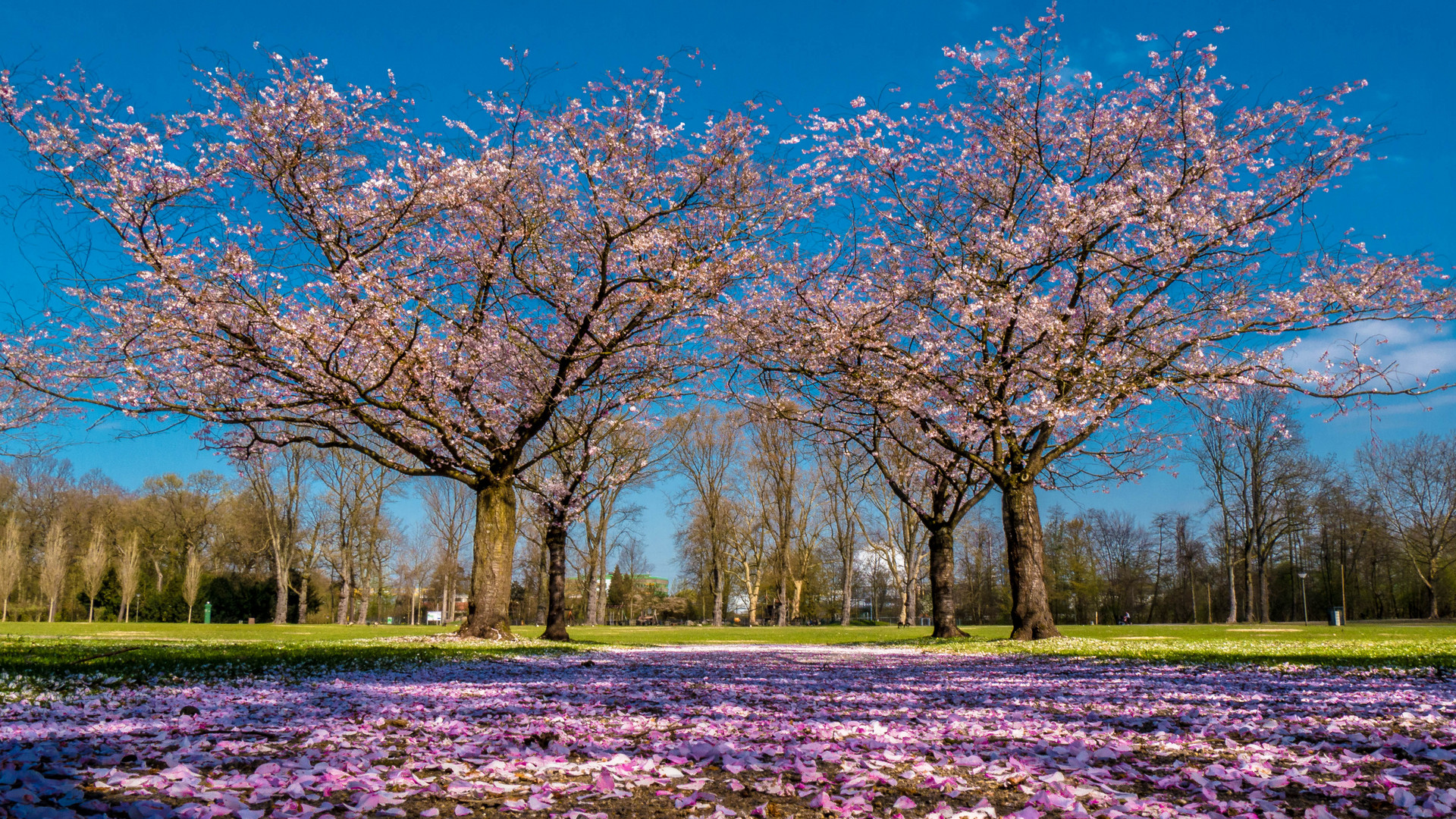 Baumblüte