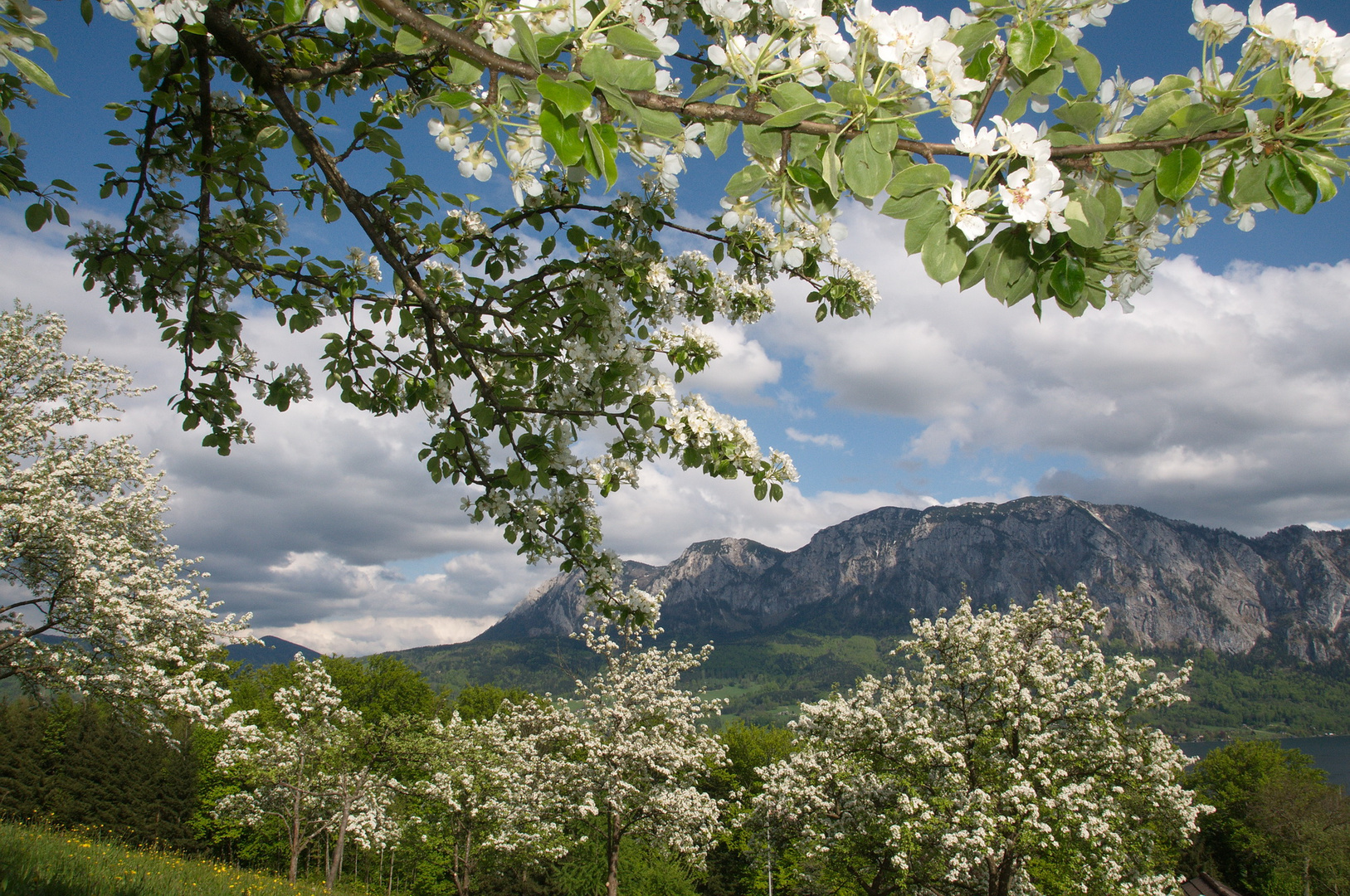 Baumblüte...