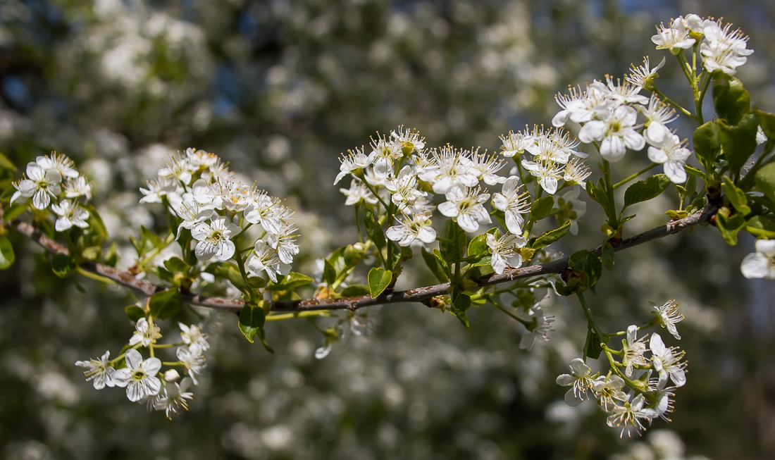 BAUMBLÜTE