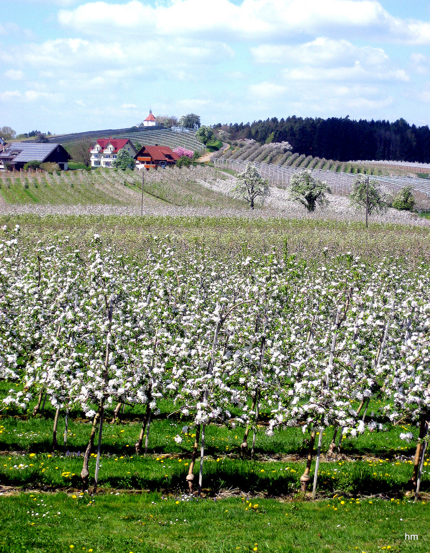 Baumblüte am Bodensee