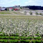 Baumblüte am Bodensee