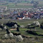 Baumblüte am Kaiserstuhl