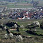 Baumblüte am Kaiserstuhl