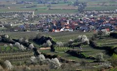 Baumblüte am Kaiserstuhl