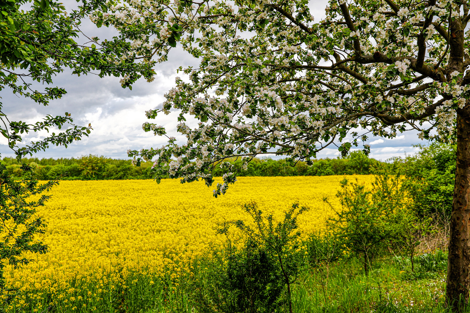 Baumblüte am Rapsfeld