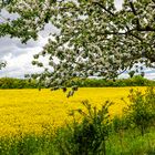 Baumblüte am Rapsfeld