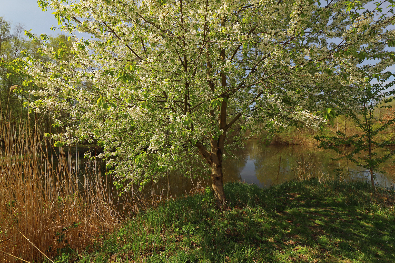 Baumblüte am Teichufer