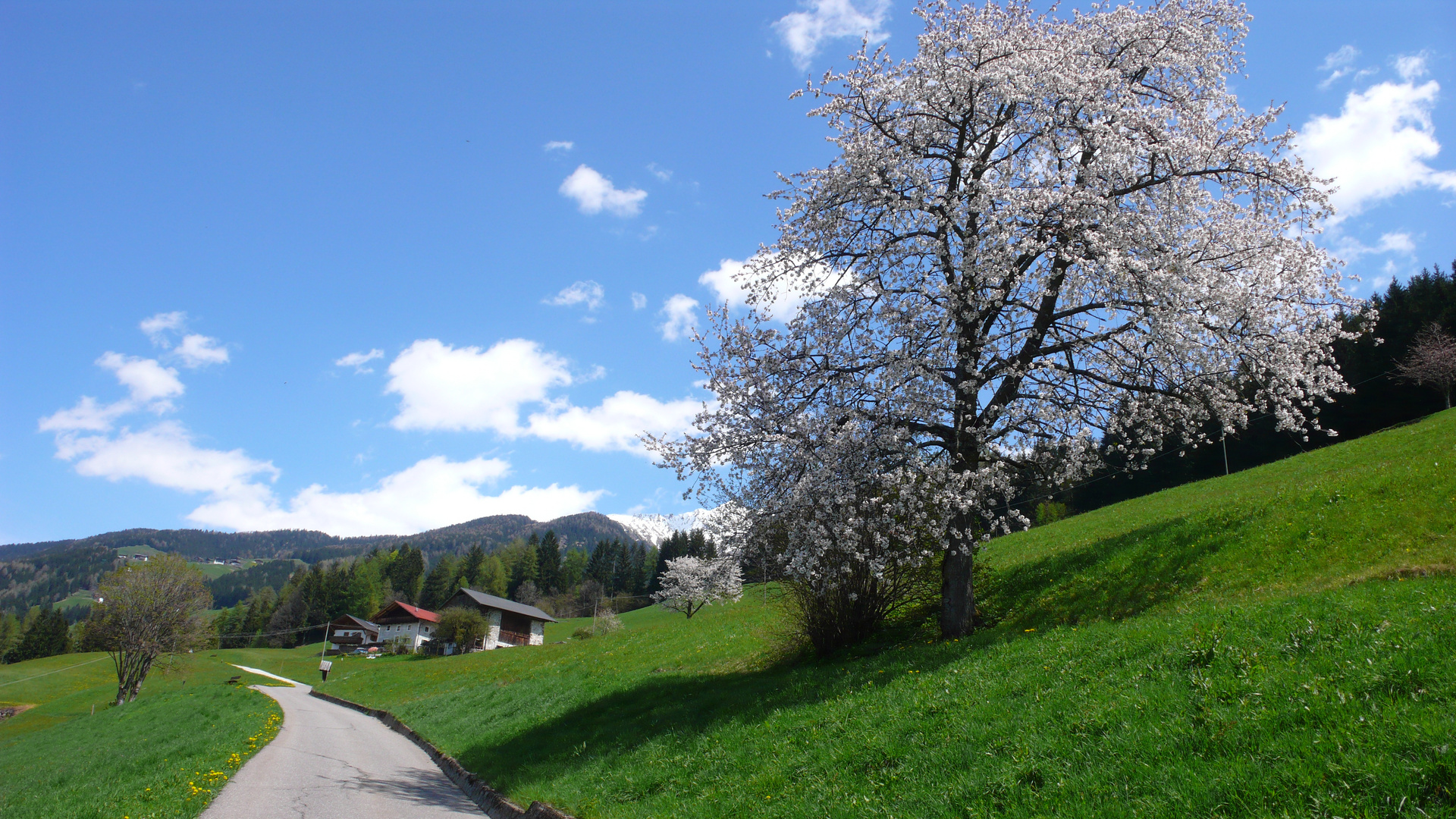 Baumblüte am Wegesrand