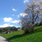 Baumblüte am Wegesrand