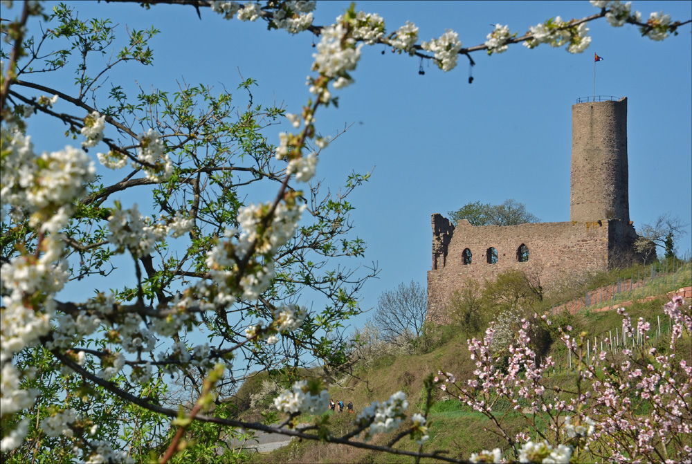 Baumblüte an der Bergstraße, Strahlenburg bei Schriesheim, April 2011