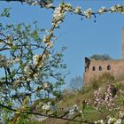 Baumblüte an der Bergstraße, Strahlenburg bei Schriesheim, April 2011