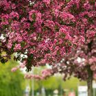 Baumblüte an der Kneippallee in Zirndorf