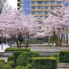 Baumblüte auf dem Rosenhof (2)