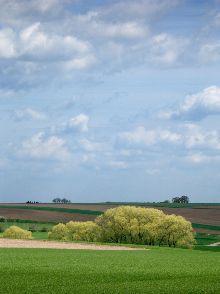 Baumblüte auf den Feldern