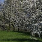 Baumblüte auf der Zeller Höhe