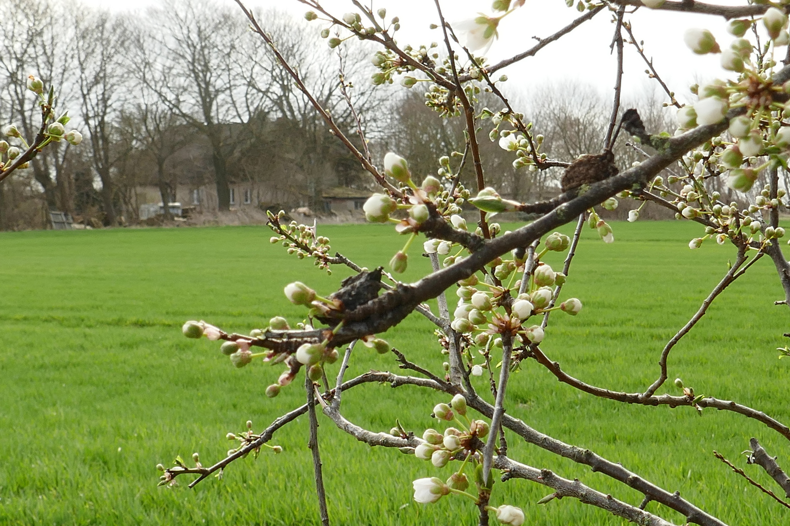 Baumblüte auf Rügen