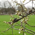 Baumblüte auf Rügen