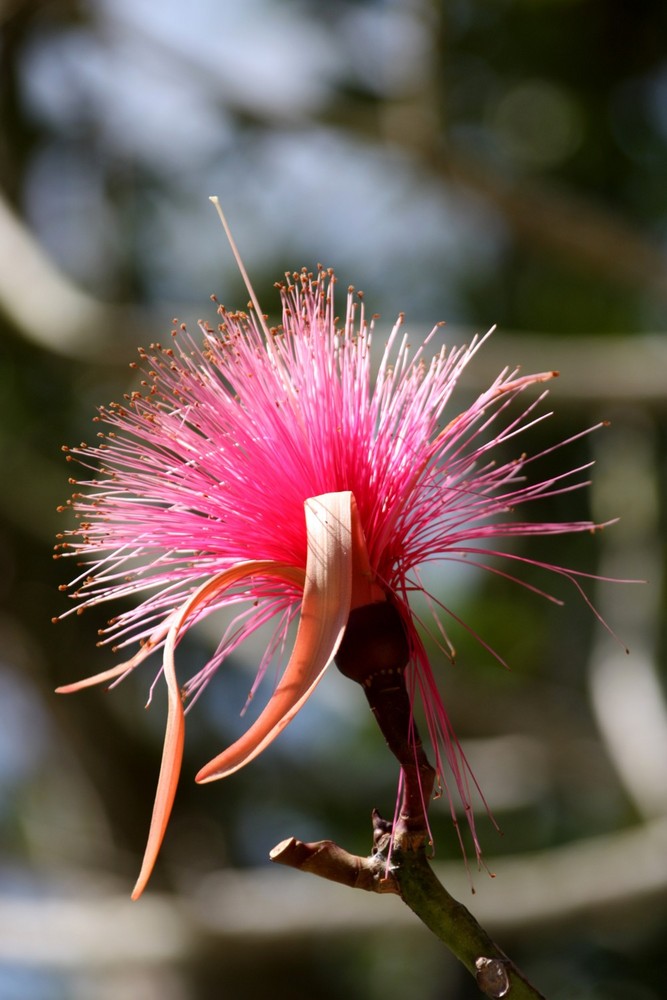 Baumblüte aus Mexiko