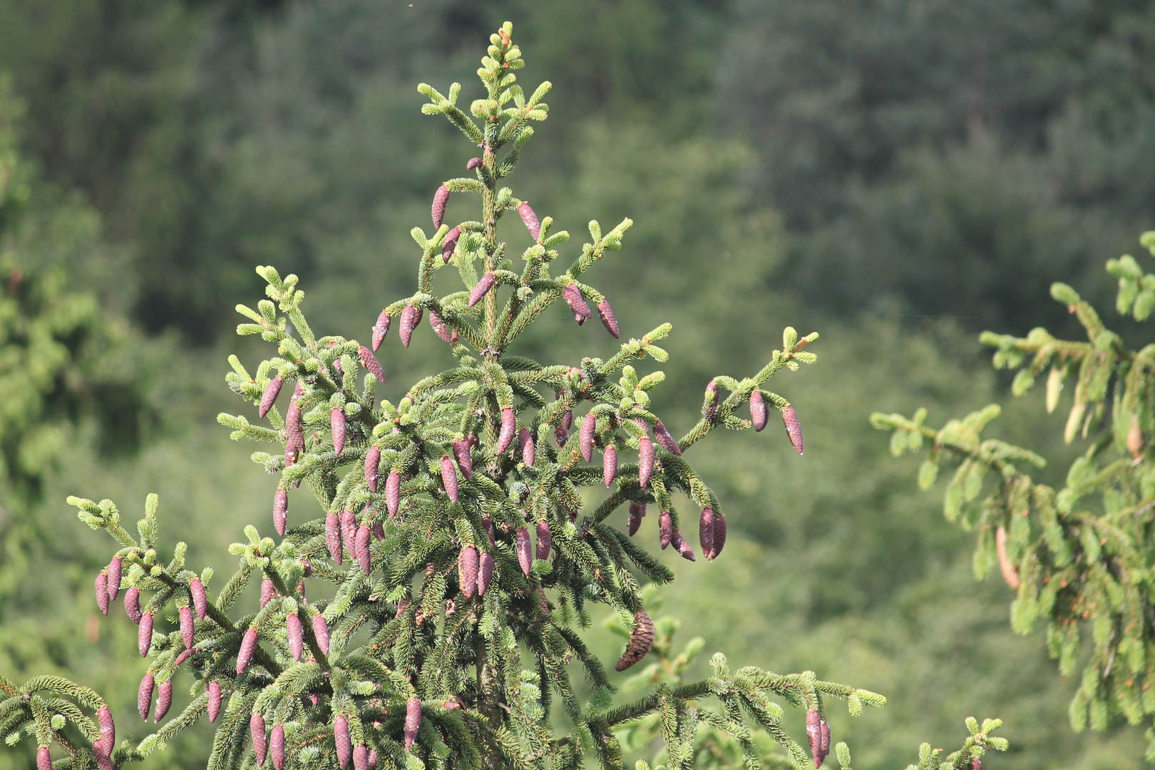 Baumblüte